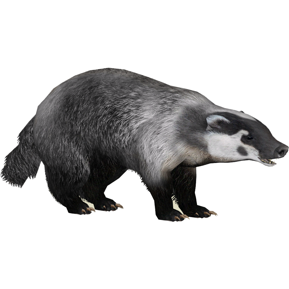 Miele Badger PNG Scarica limmagine