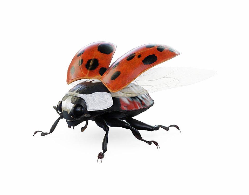 Ladybug Bugs PNG Unduh Image