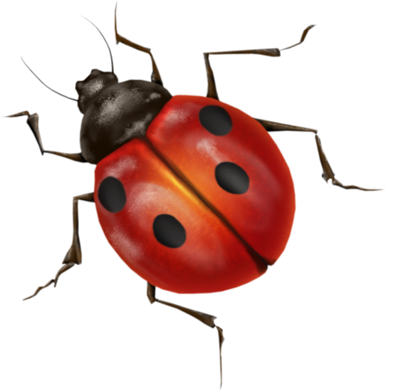 Ladybug Bugs PNG Unduh Gratis