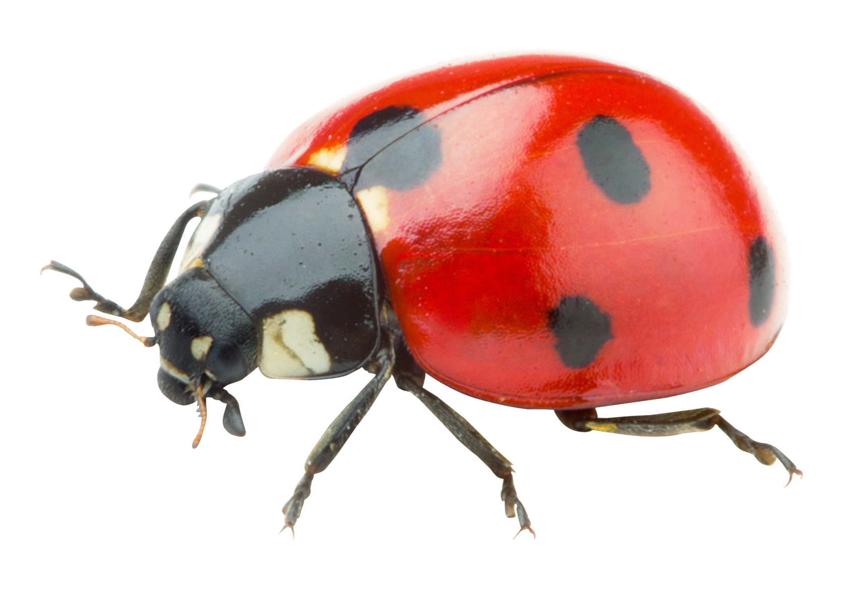 Ladybug Bugs PNG Gambar berkualitas tinggi