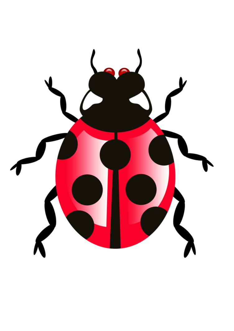 Ladybug Bugs PNG Image Background