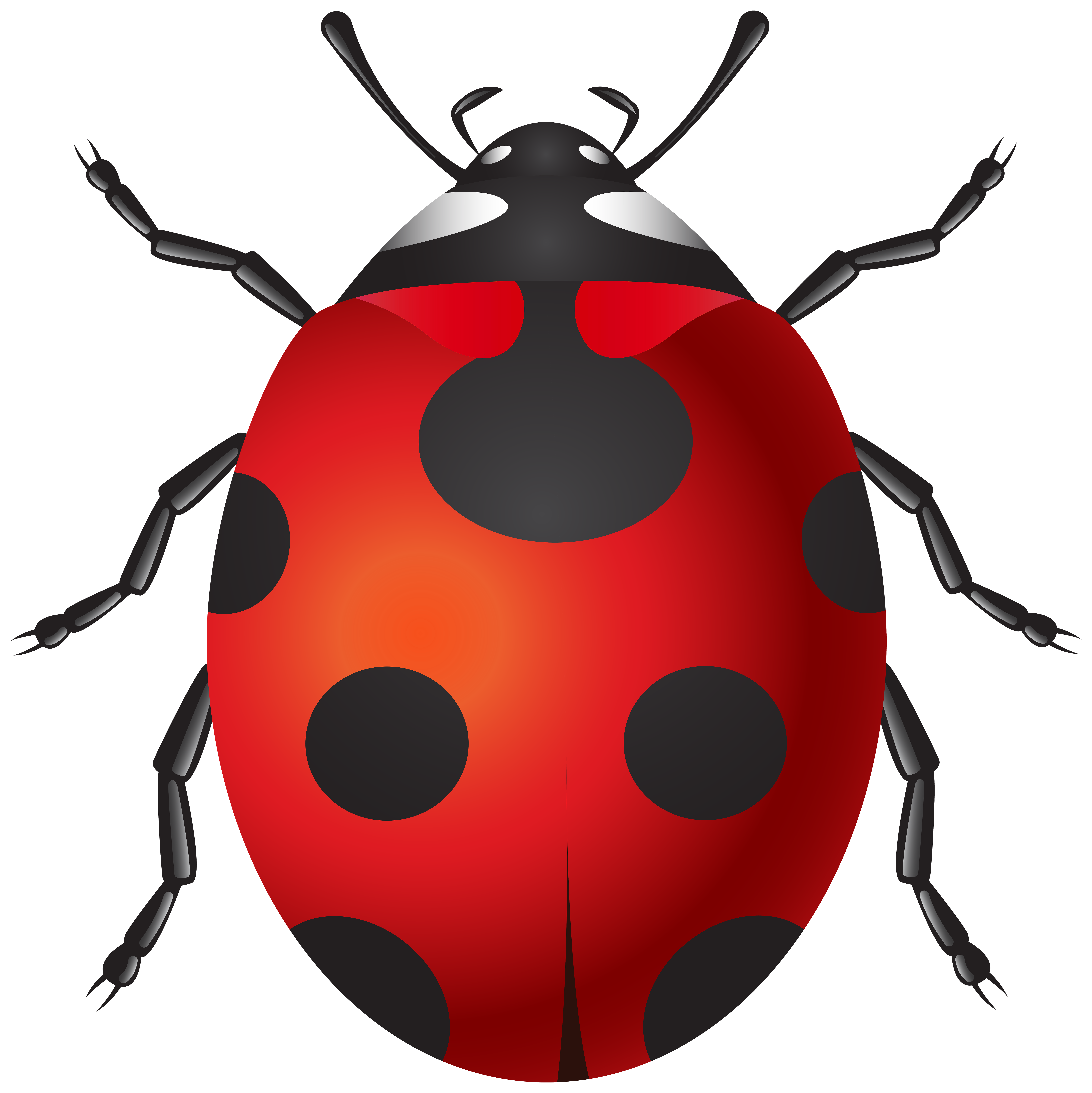 Ladybug Bugs PNG Photo