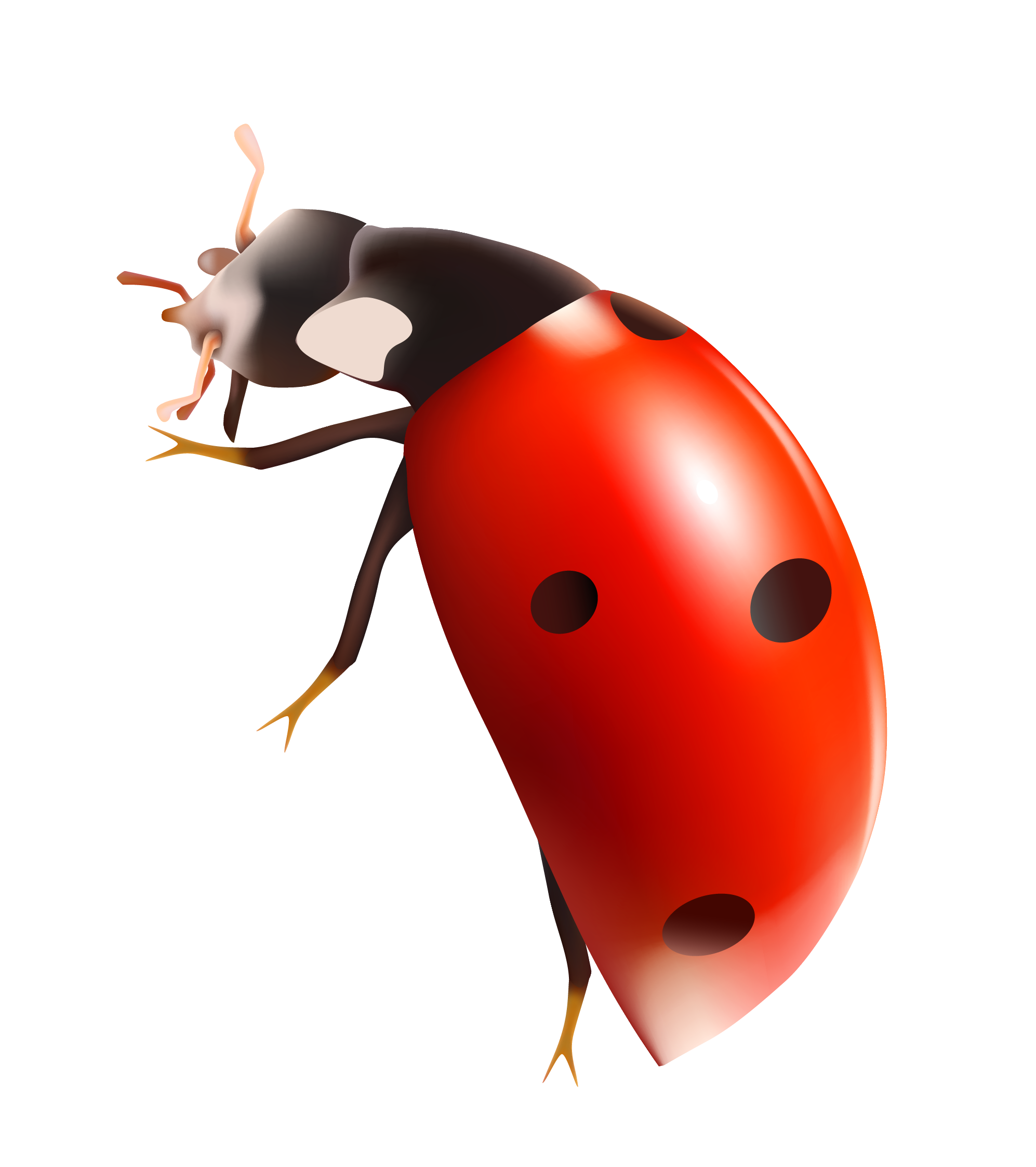 Ladybug Bugs Transparent Image