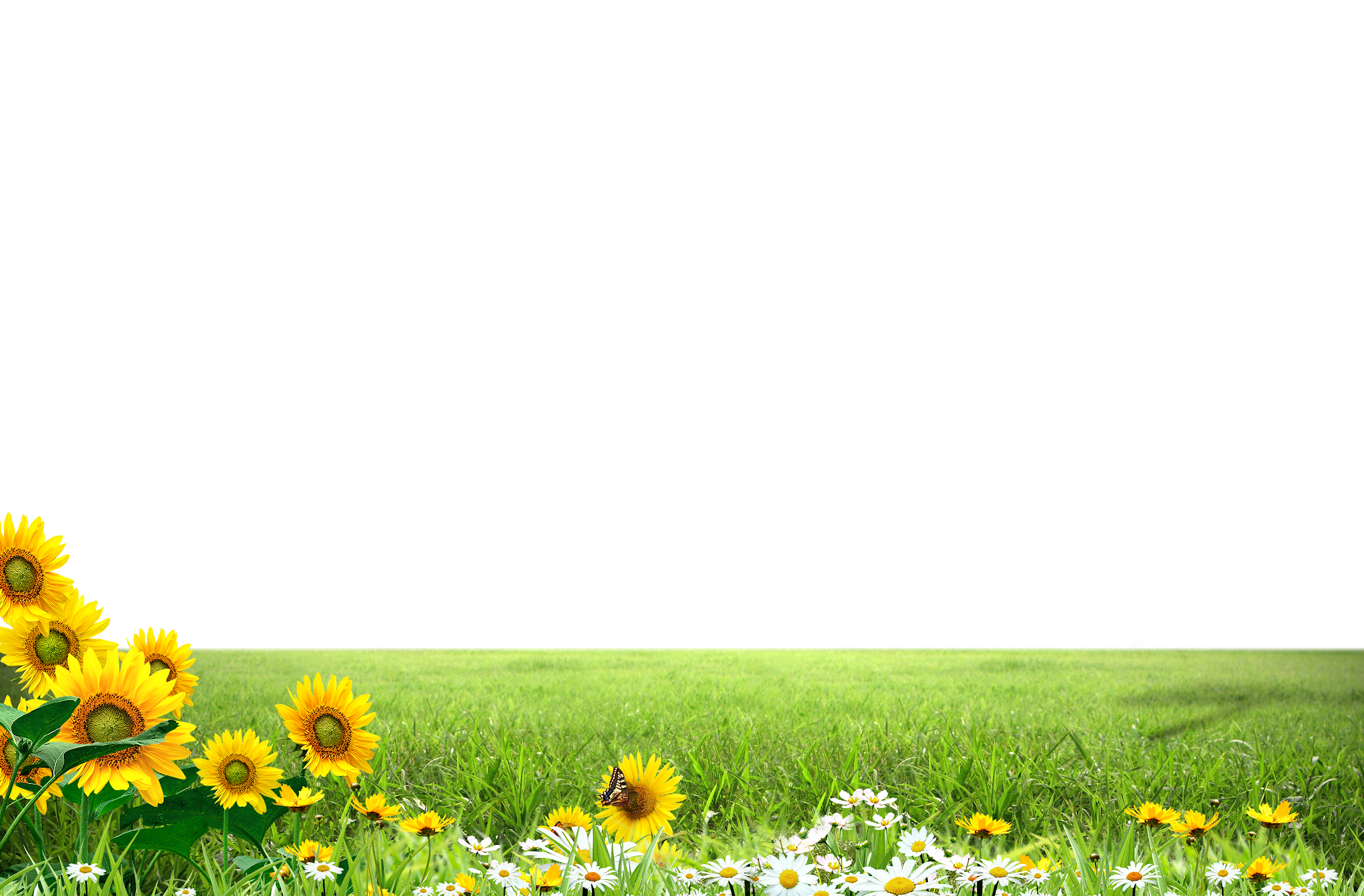 Meadow PNG Free Download