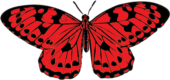 Mot Zwart Butterfly PNG Transparant Beeld
