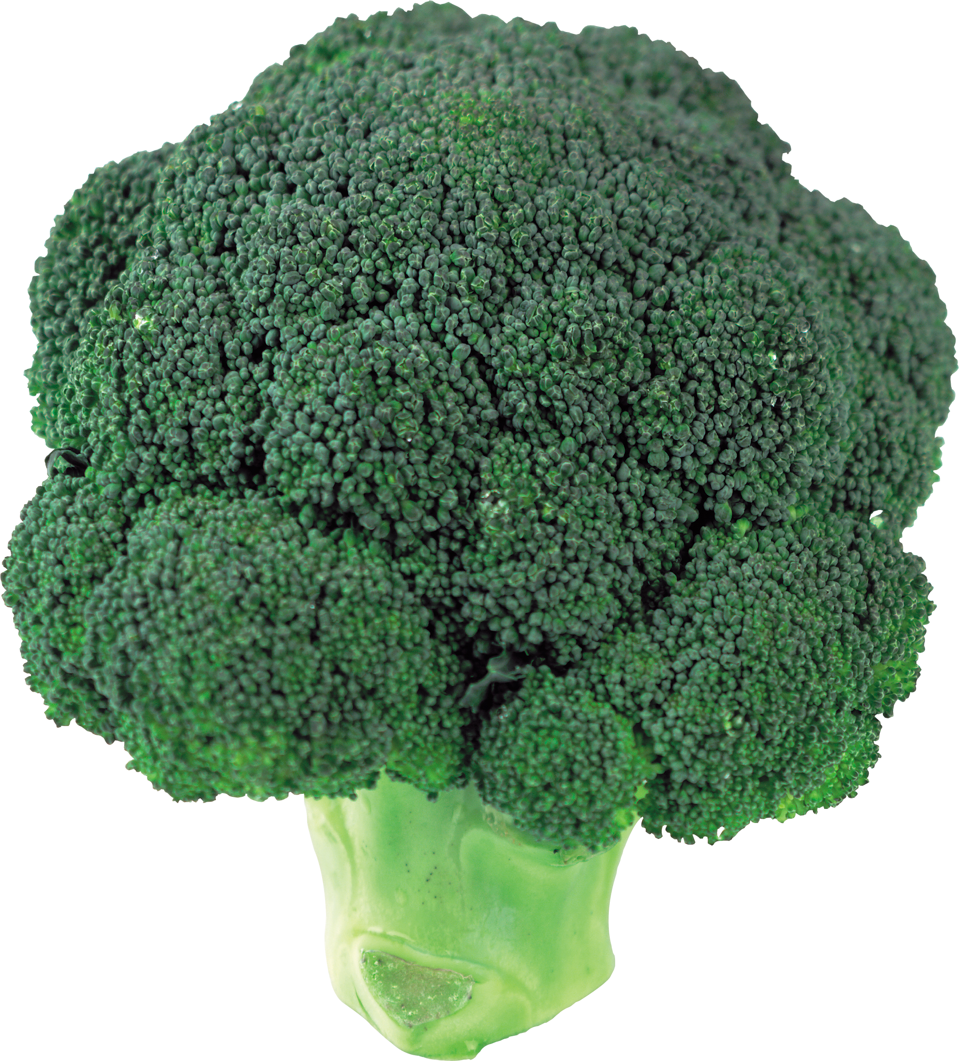 Organic Broccoli PNG High-Quality Image