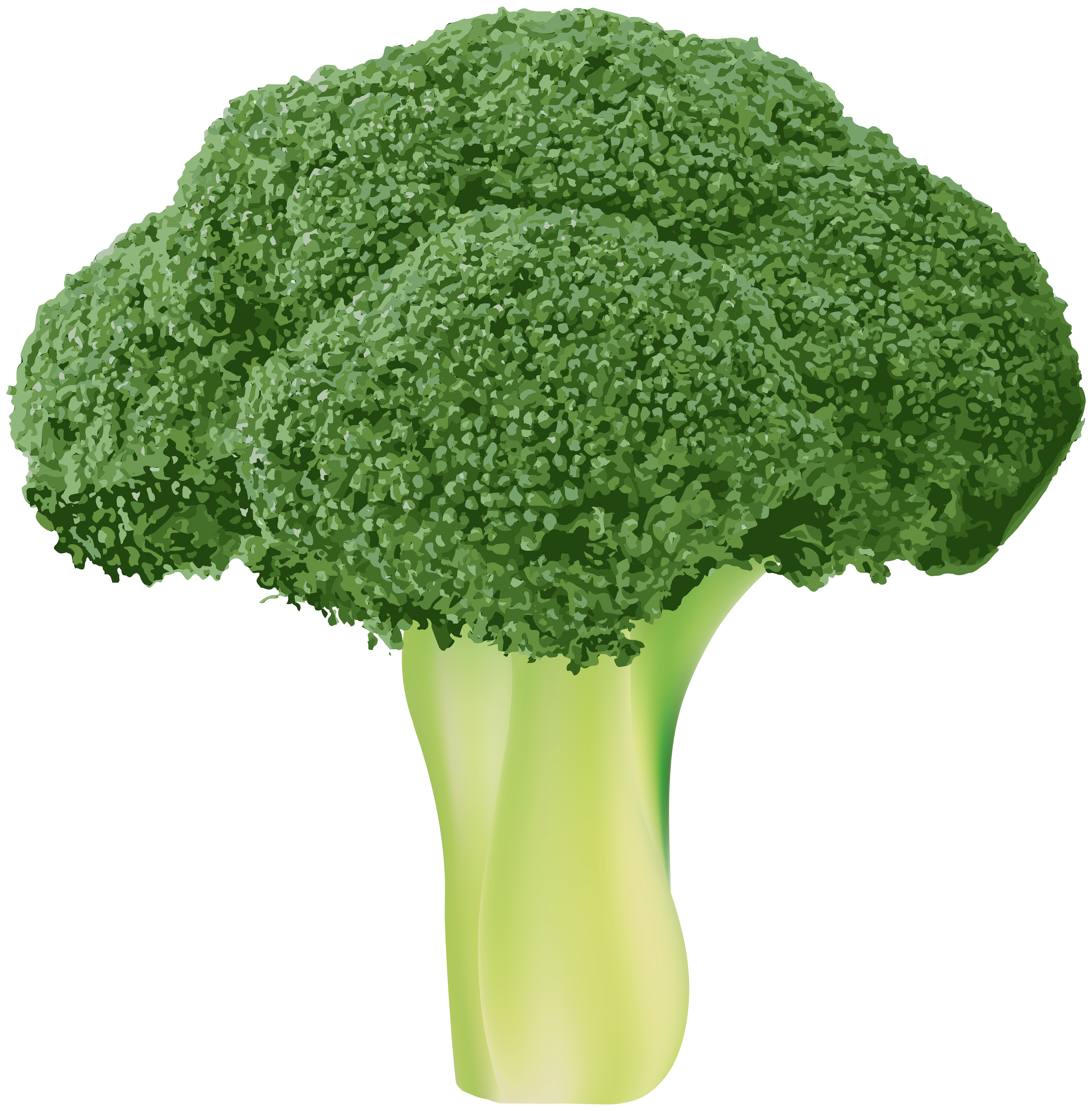 Organic Broccoli PNG Transparent Image