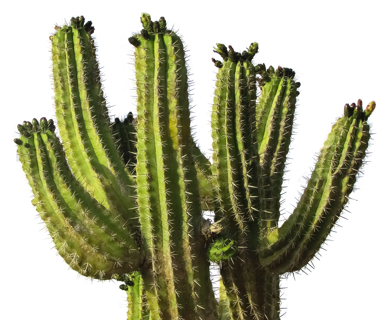Prickly Stem PNG-Afbeelding