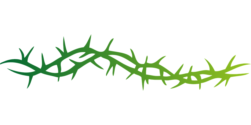 Prickle thorn PNG Download Afbeelding
