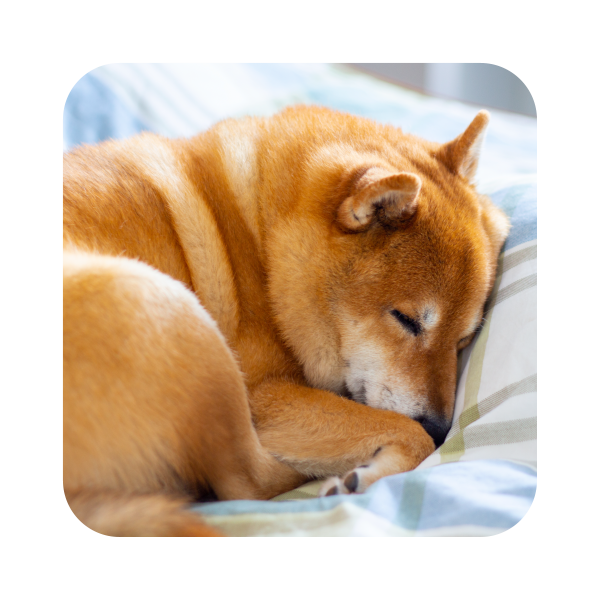 Shiba Inu PNG Picture