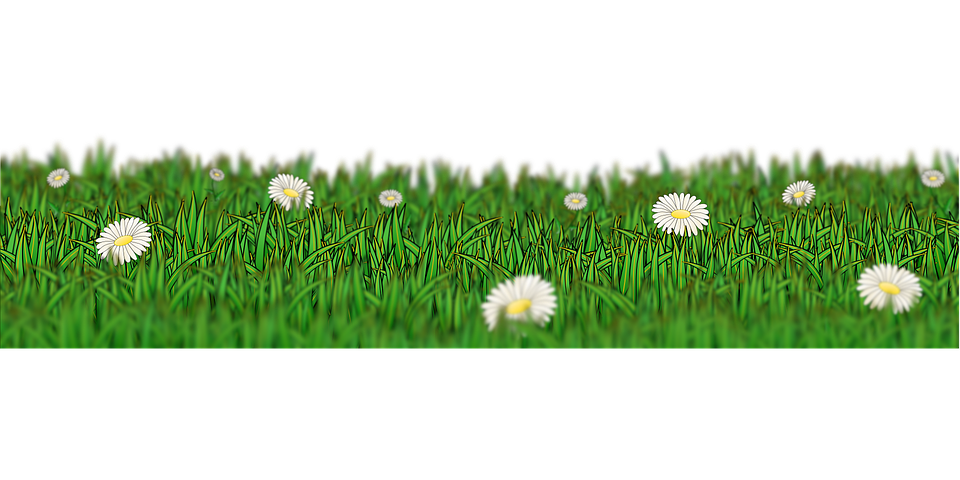 Spring Meadow PNG High-Quality Image