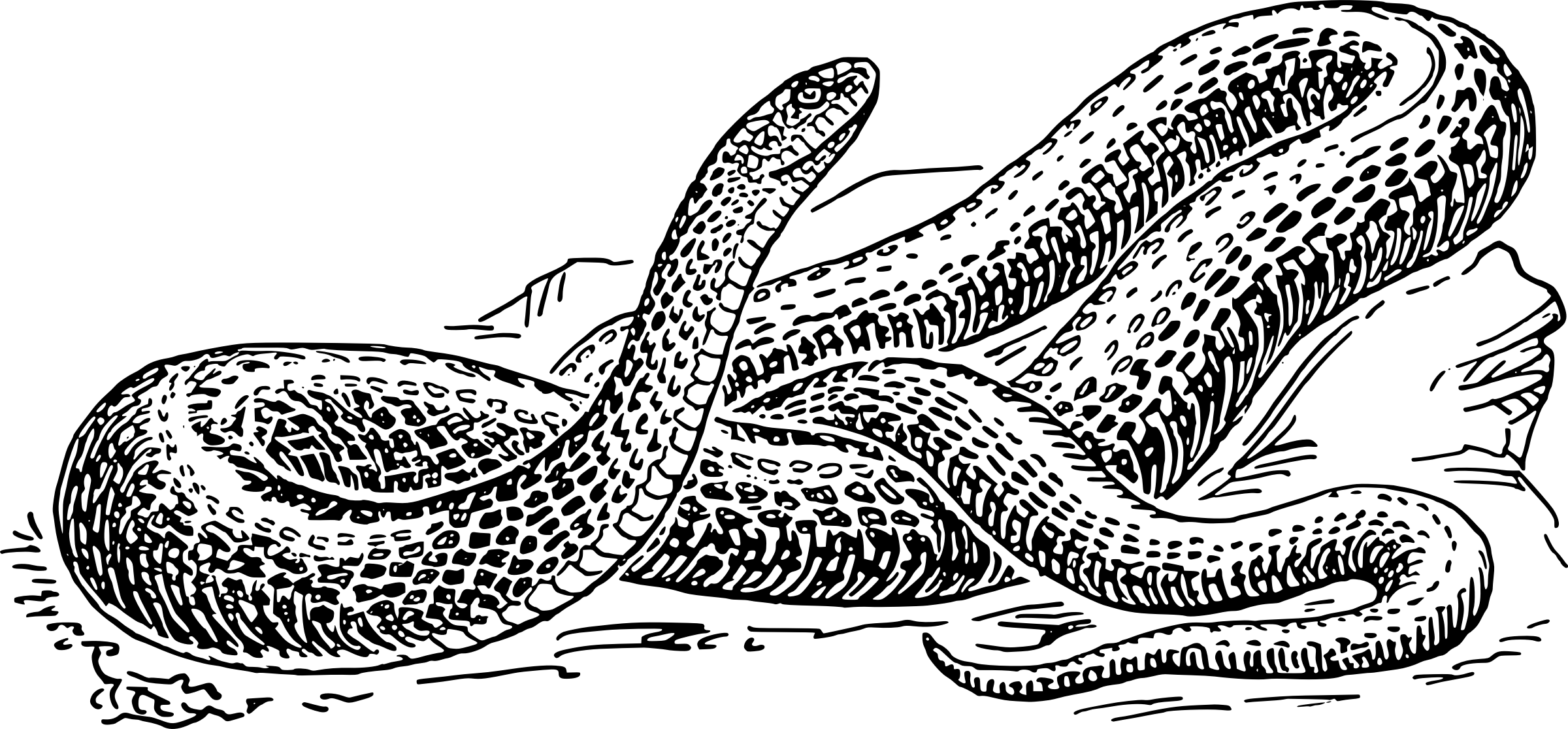 Vektor anaconda PNG foto
