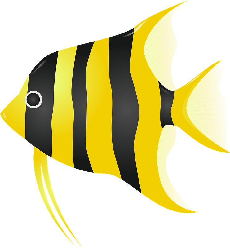 Vector angelfish PNG Download Afbeelding