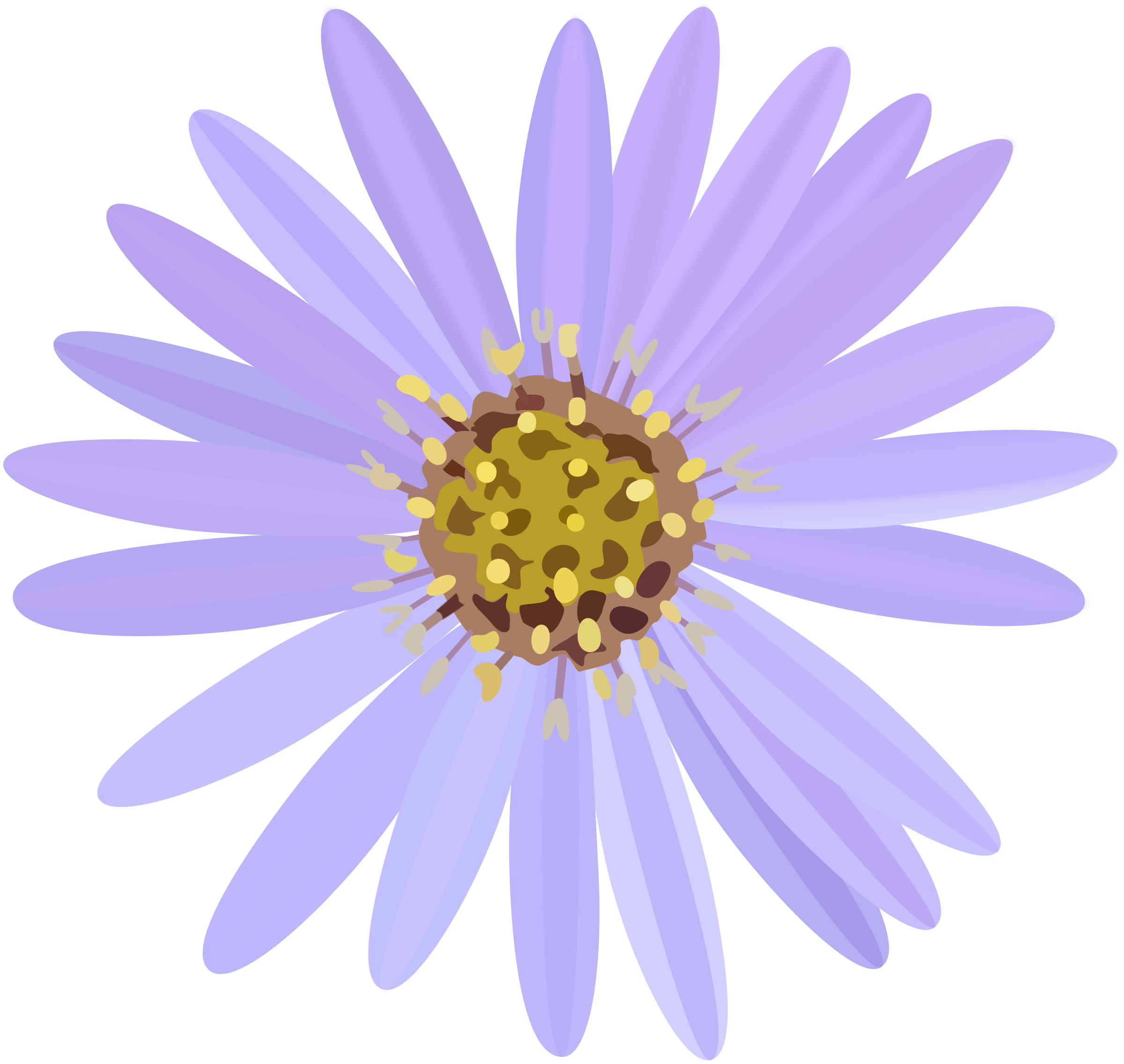Vector Aster PNG Photo
