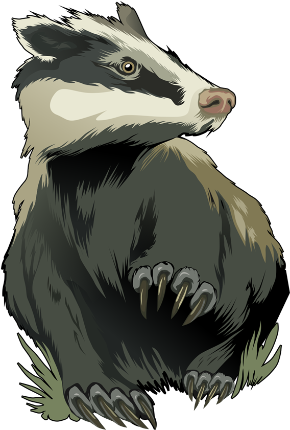Vector Badger Transparent Image