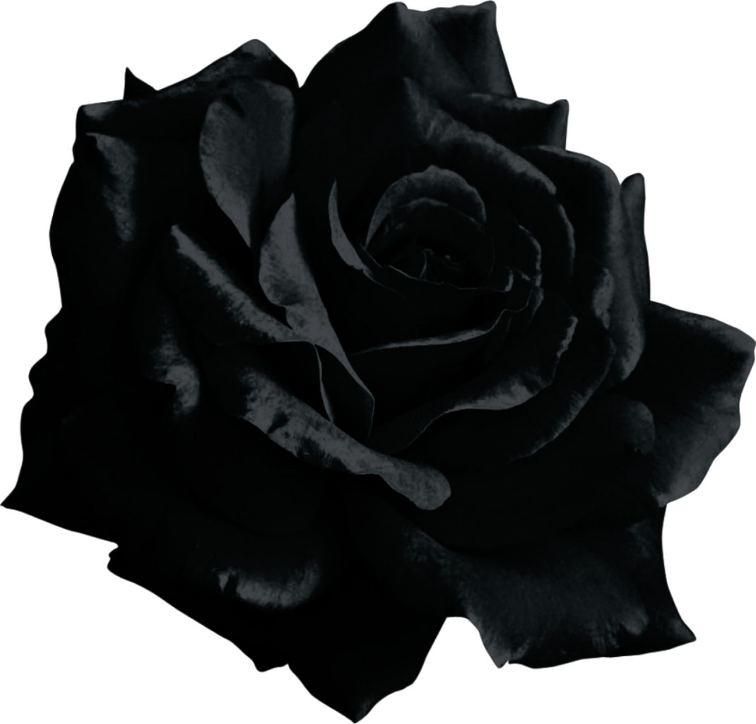 Vector Black And White Rose PNG Pic