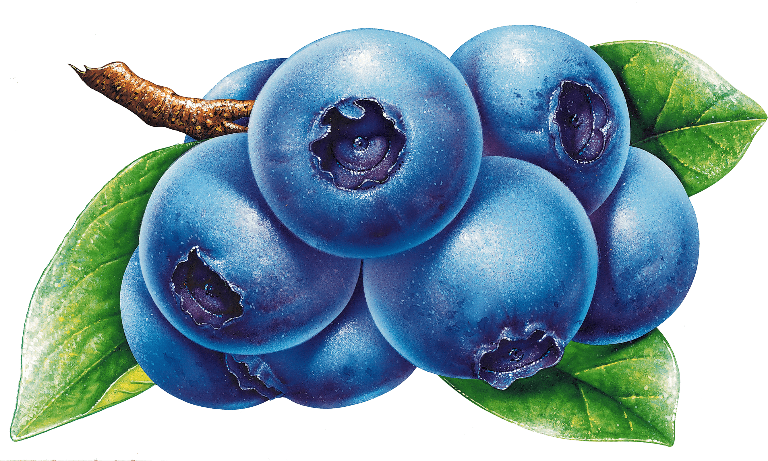 Vector Blueberry PNG Image Background