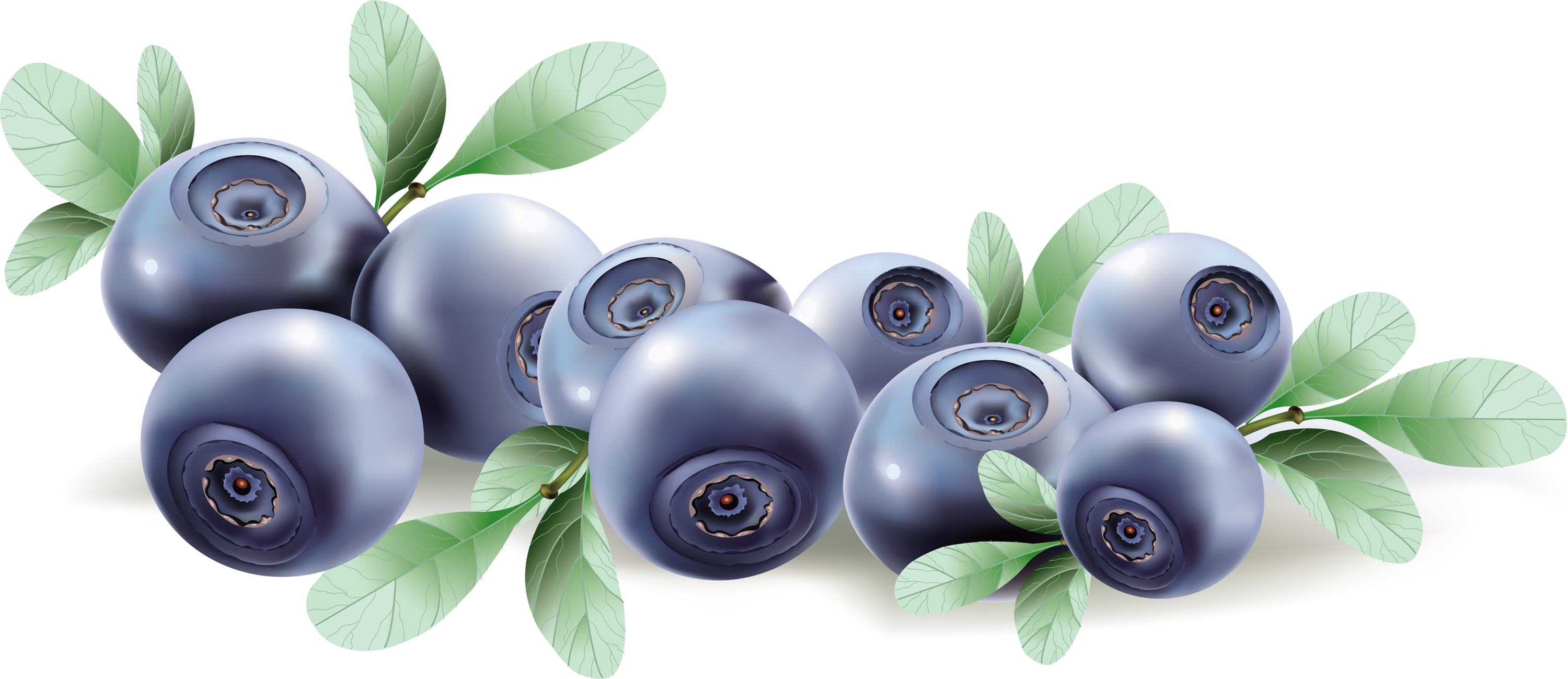 Vector Blueberry PNG-Afbeelding