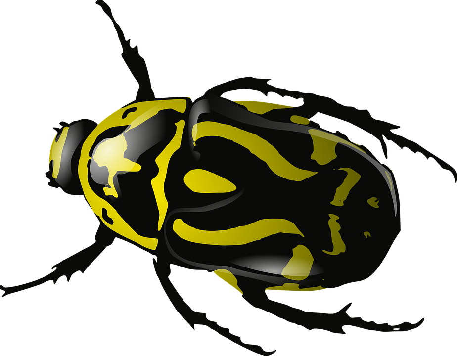 Vector Bugs PNG Photo