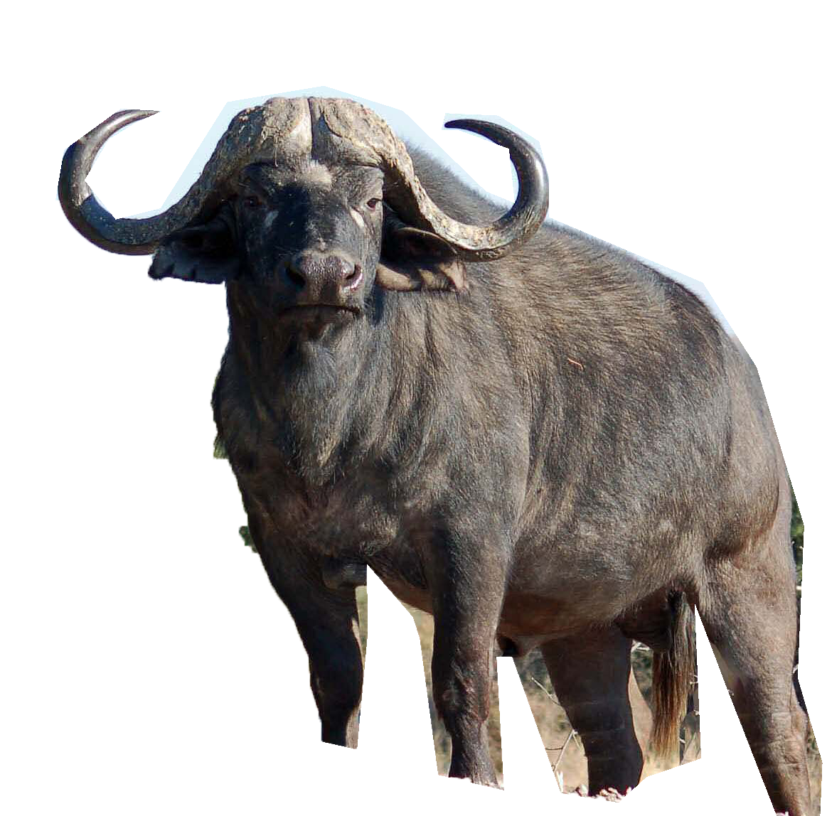 Wild Buffalo PNG Download Image