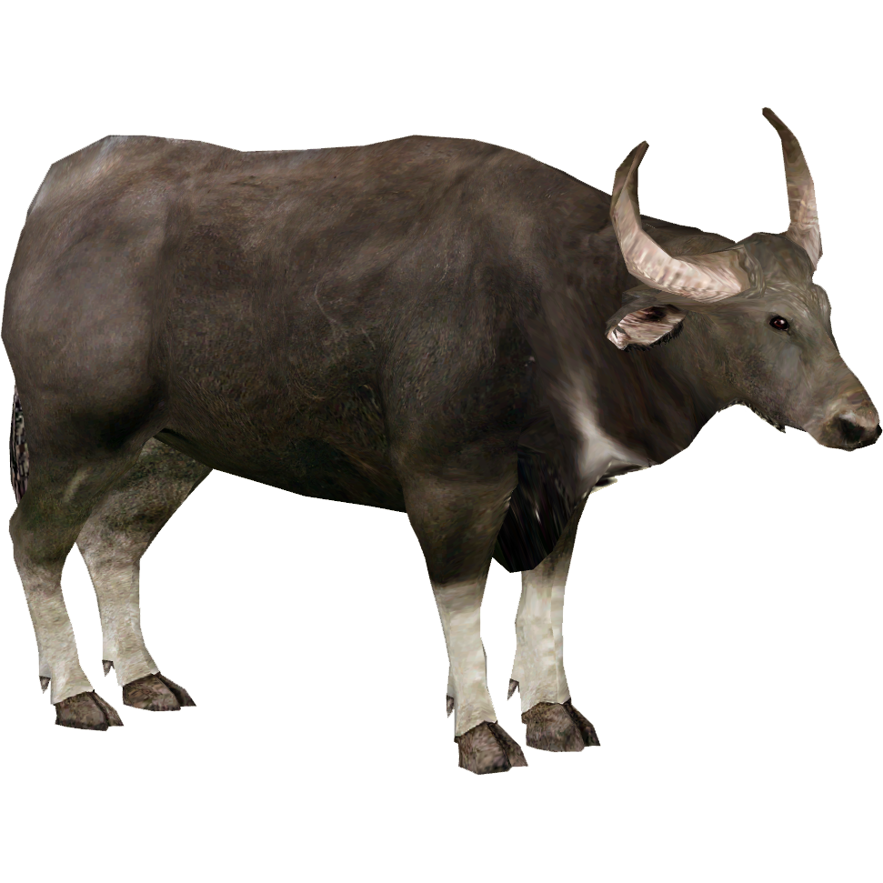 Wild Buffalo PNG Picture