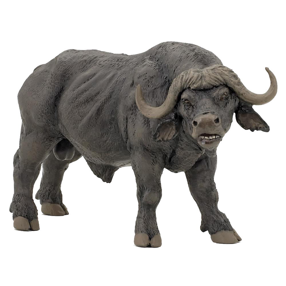 Image Transparente de Buffalo sauvage