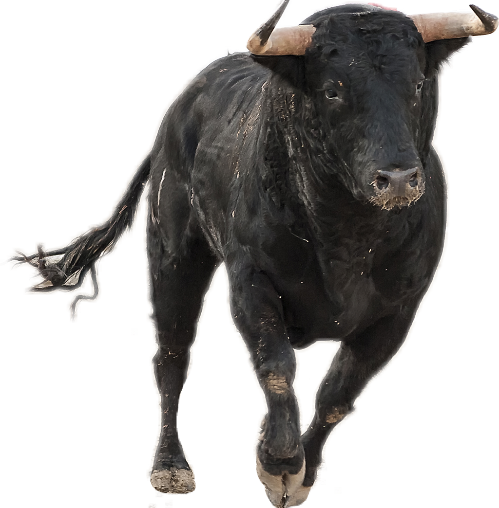 Wild Bull PNG High-Quality Image