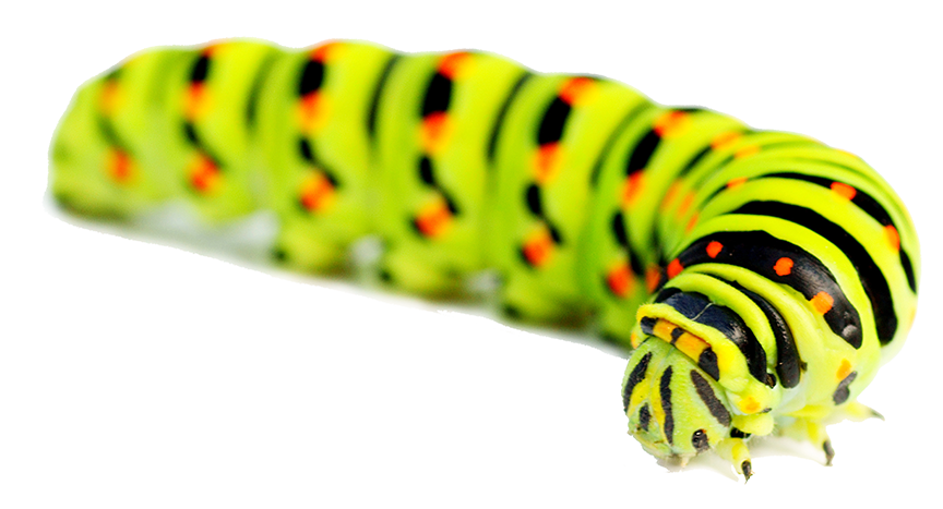 Caterpillar Monarca PNG Clipart