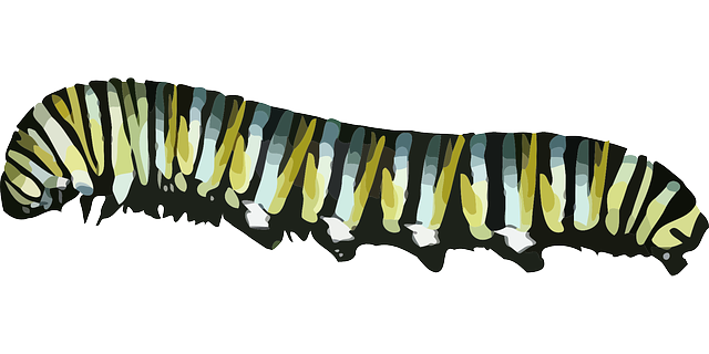 Caterpillar Monarch PNG-Datei