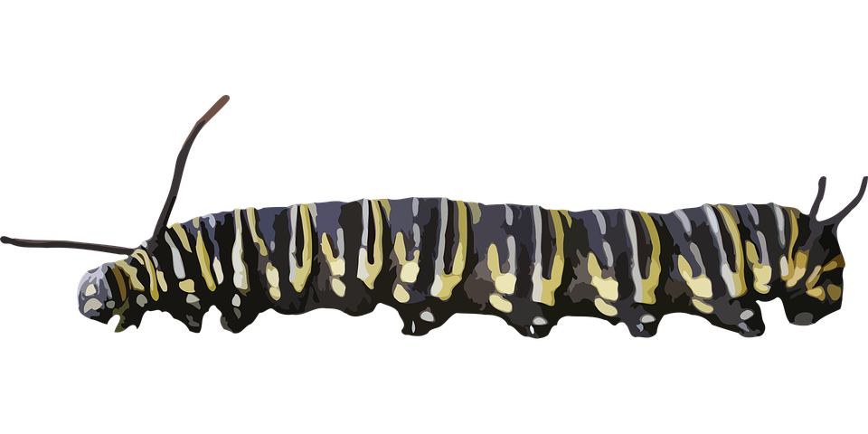 Caterpillar Monarch PNG Image