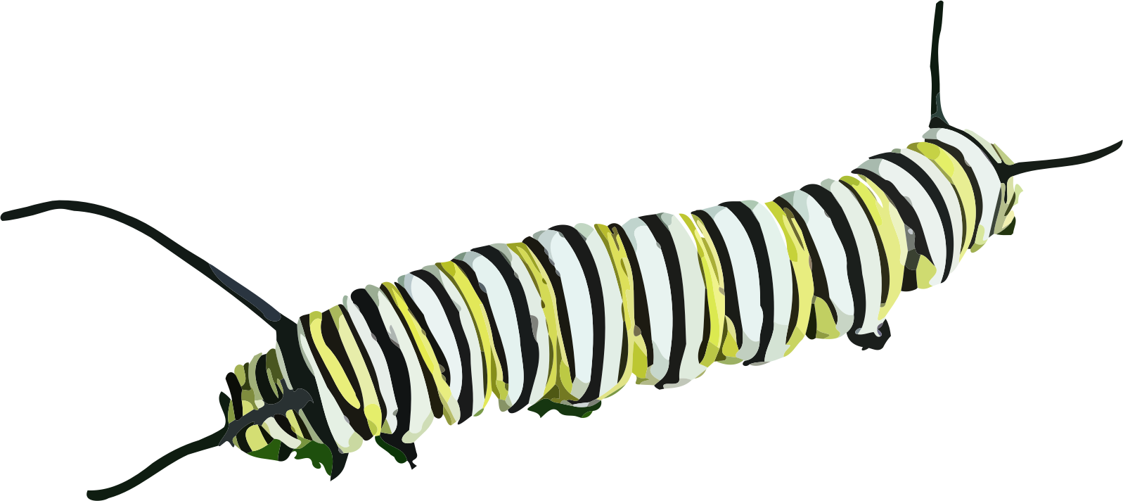 ภาพถ่าย PNG Caterpillar Monarch | PNG Arts