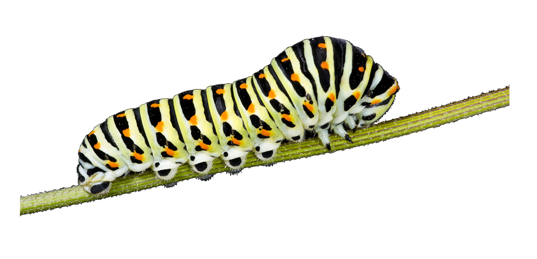 Caterpillar Monarch PNG 투명 이미지
