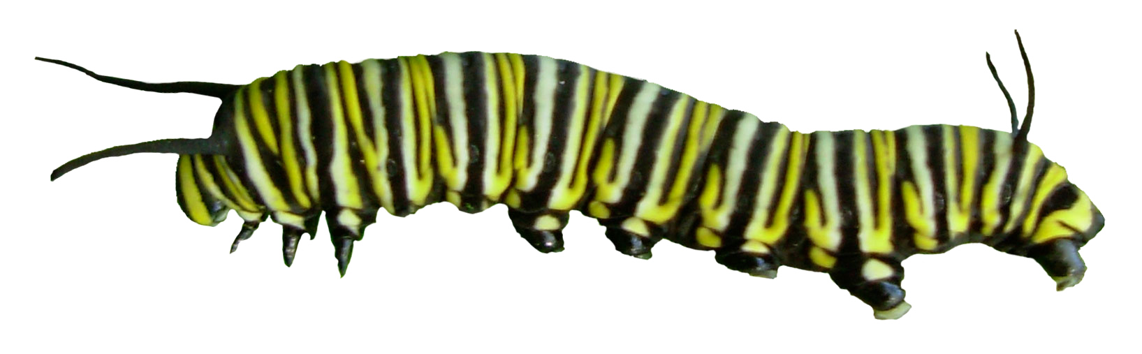 Caterpillar Monarch Fond Transparent