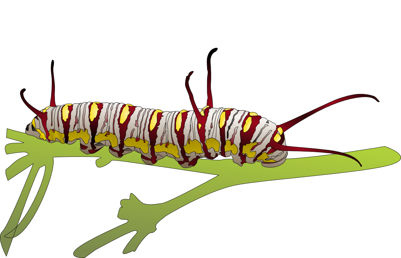 Caterpillar Monarch Transparan PNG