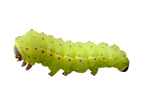 Caterpillar PNG Fotos