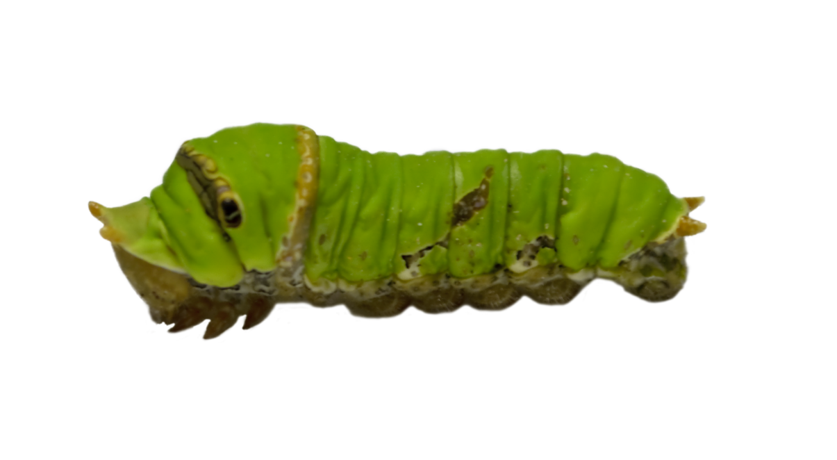 Caterpillar Trasparente PNG