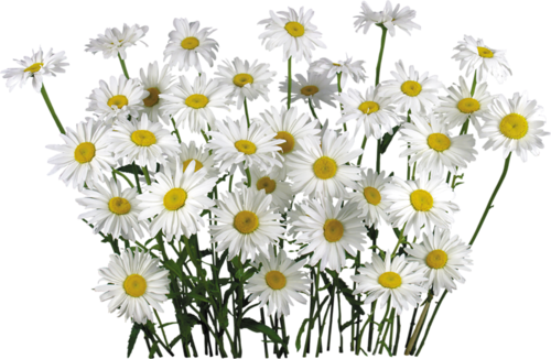 ภาพตัดปะดอกคาโมไมล์ดอกไม้ PNG