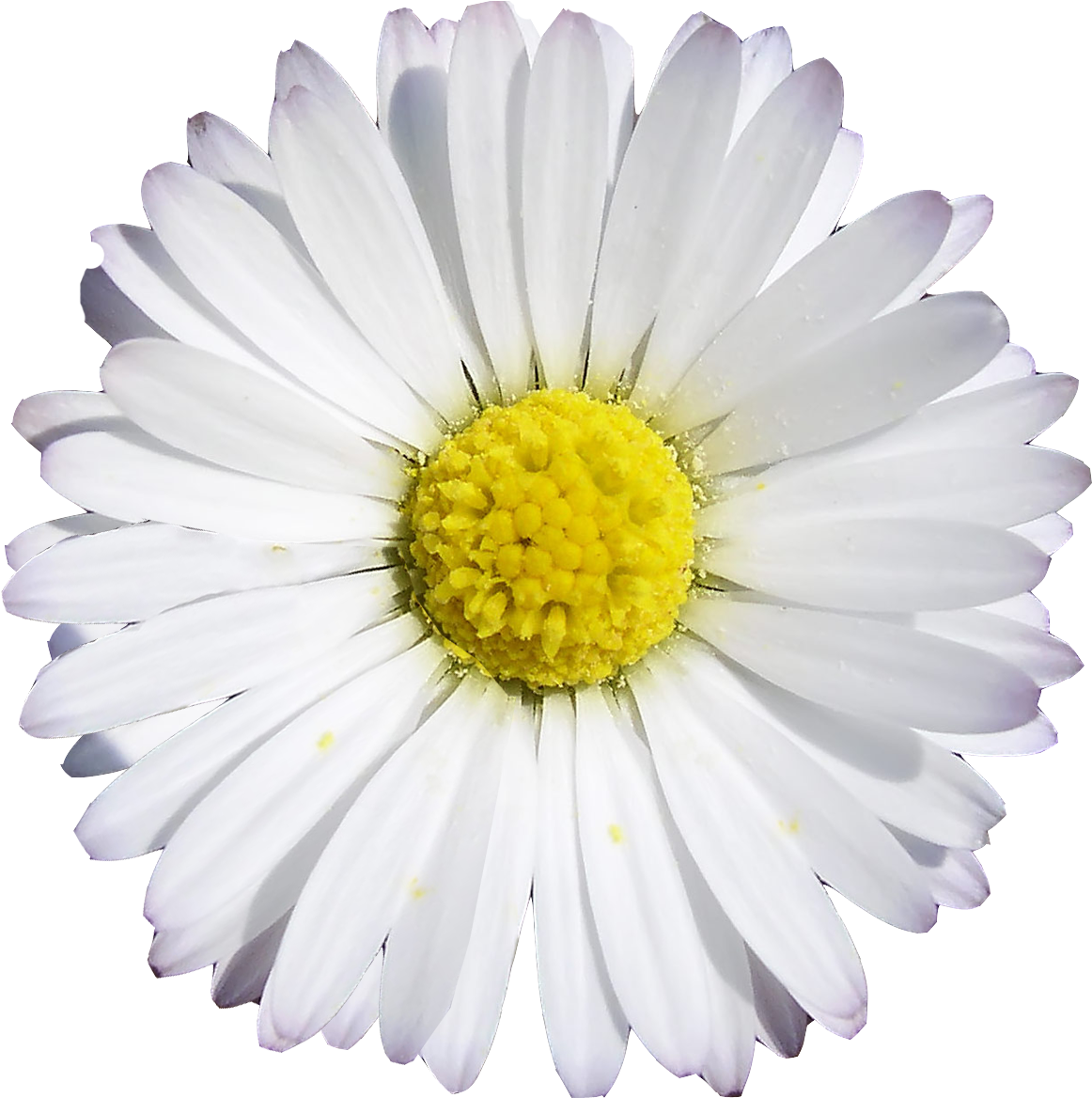 Papatya çiçeği PNG dosyası