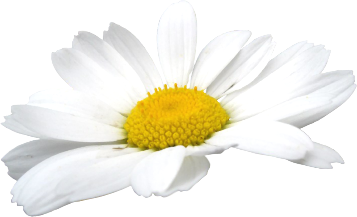 ภาพดอกคาโมไมล์ดอกไม้ PNG