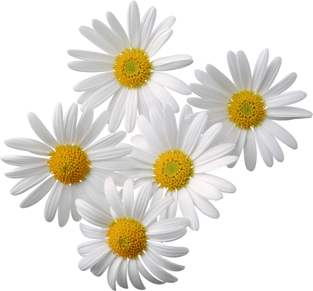 Gambar PNG bunga chamomile