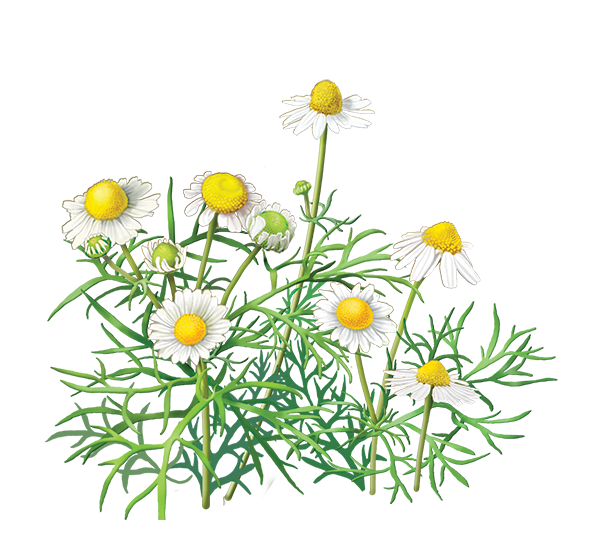 Chamomile Flower PNG Transparent Image