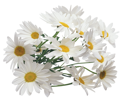 Papatya çiçeği şeffaf PNG
