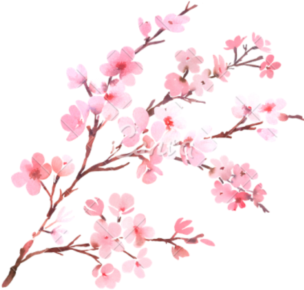 Cherry Blossom PNG Clipart PNG Arts