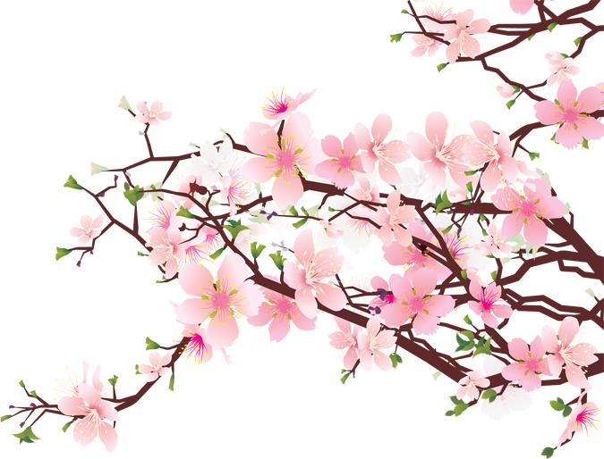 Cherry Blossom PNG-Datei