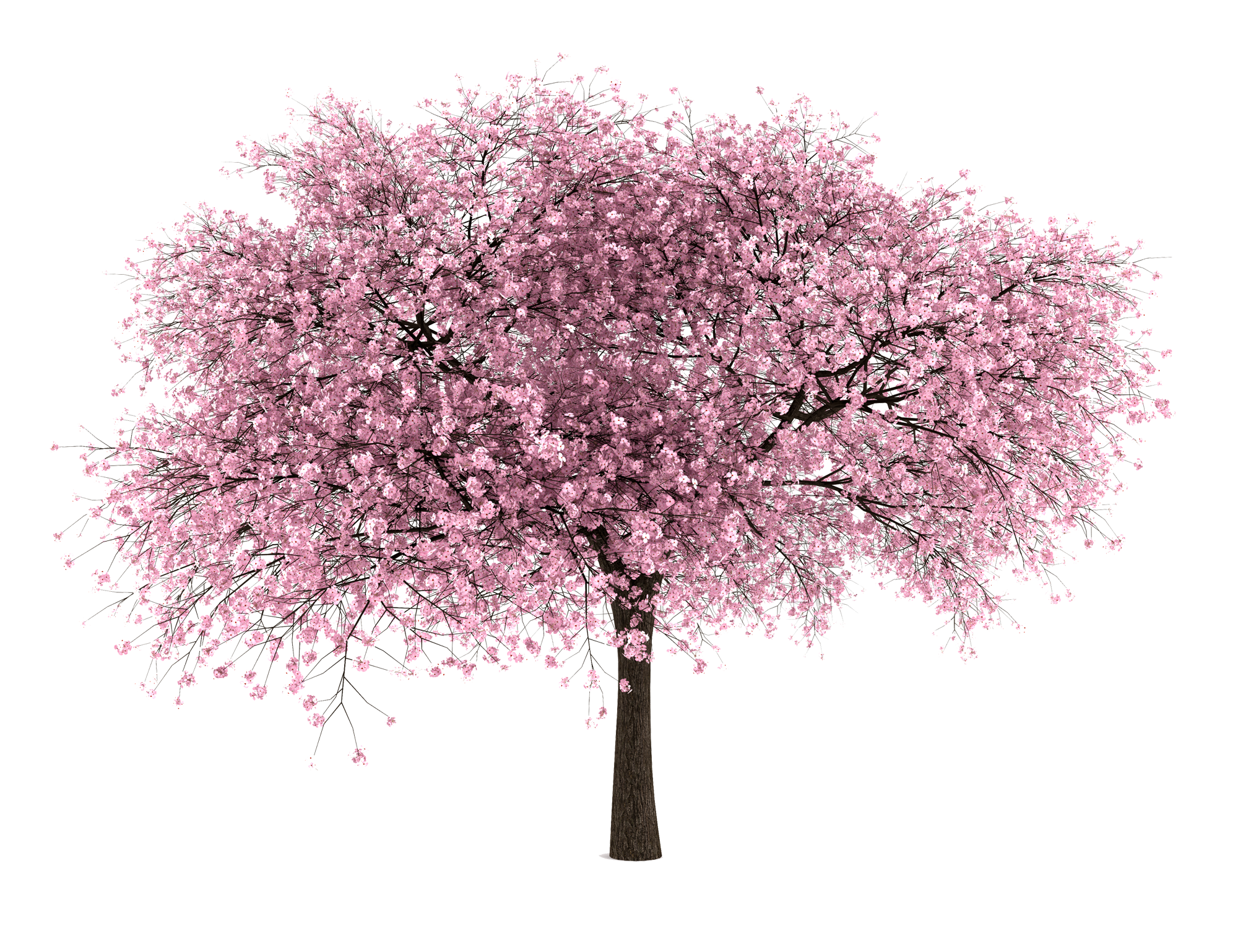 Cherry Blossom PNG-Fotos