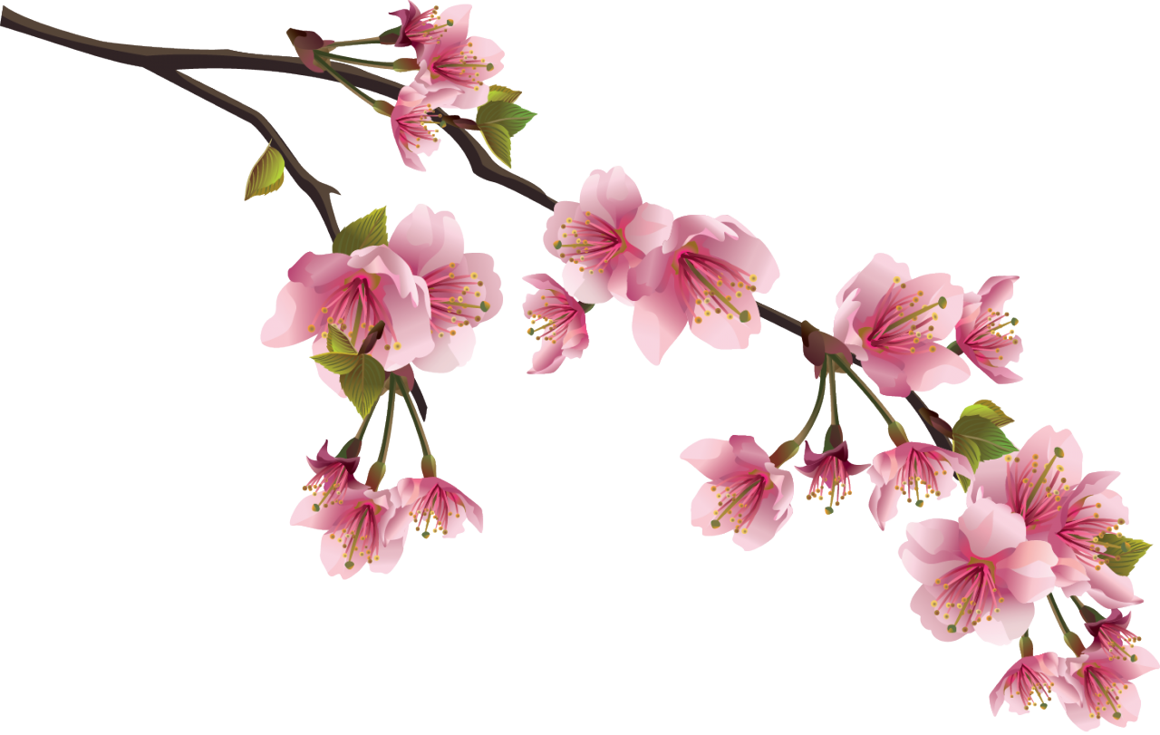 Kiraz çiçeği PNG Pic