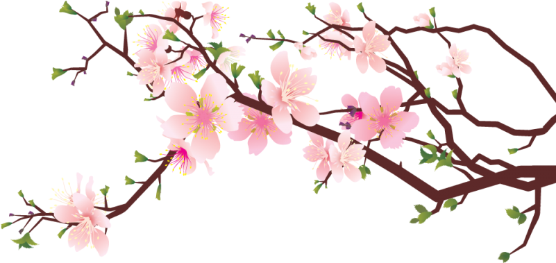 Imagen Transparente de la flor de cerezo PNG