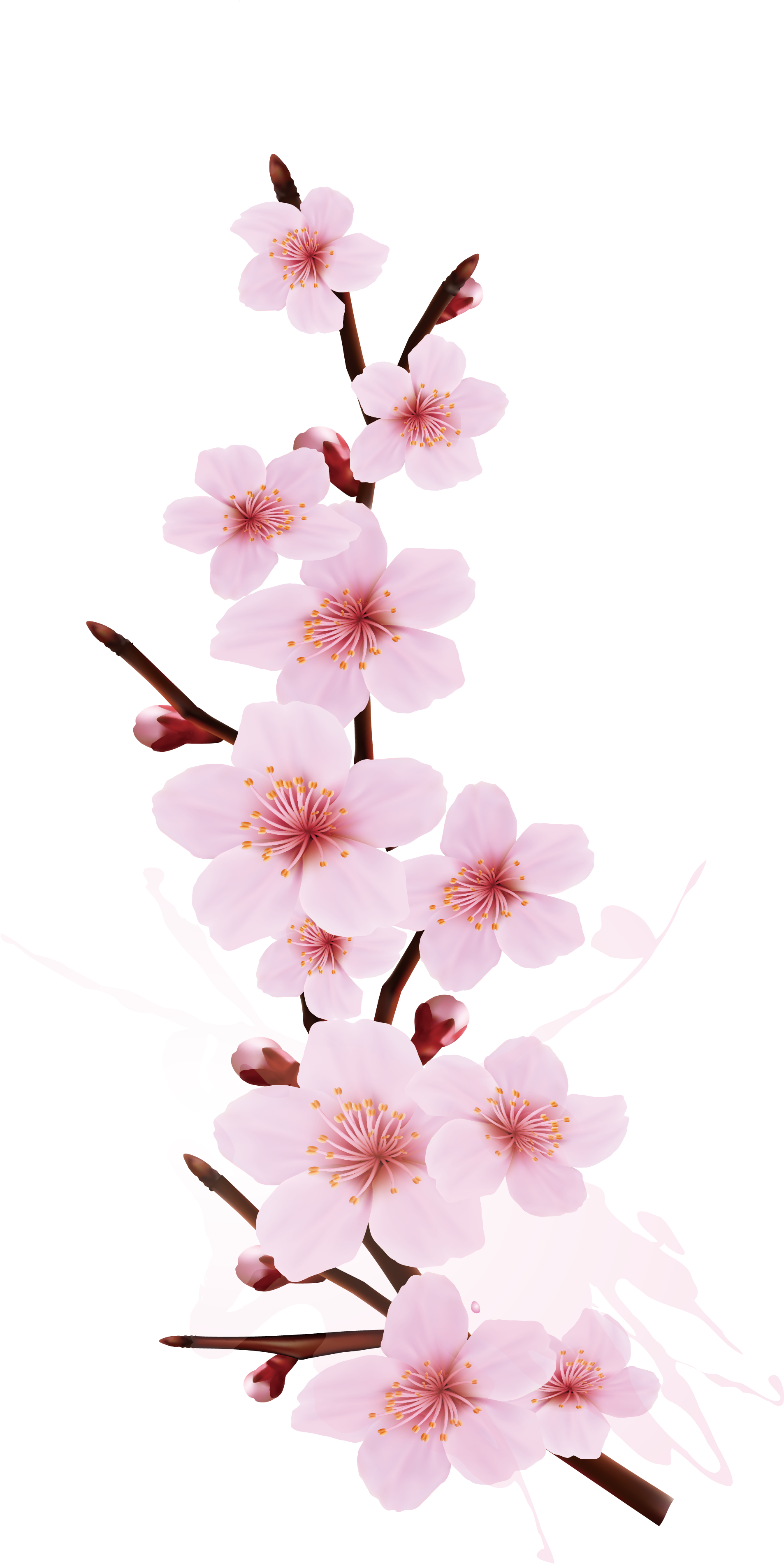 Latar Belakang Transparan Cherry Blossom