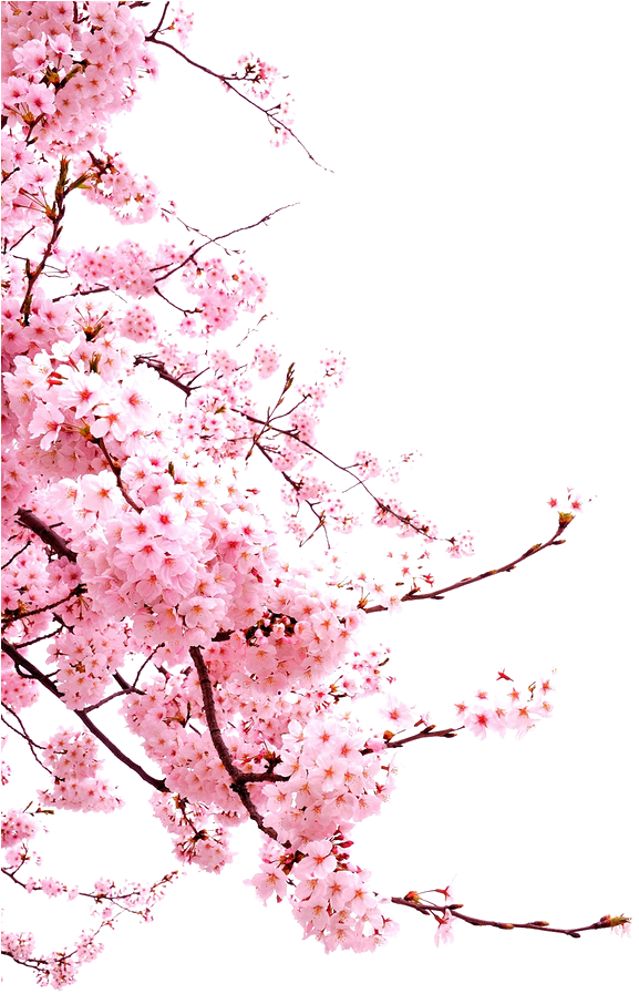 Cherry blossom Transparan PNG
