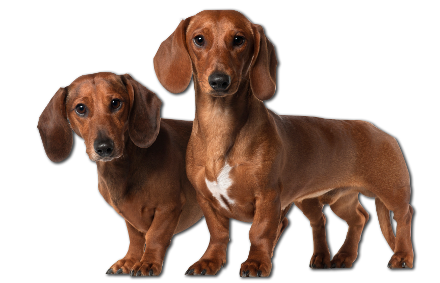 Dogshund Dog PNG Immagine di alta qualità